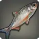 Mirage Chub icon