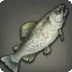 Steelhead Trout icon