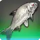 Hagoromo Koi icon
