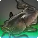Watcher Catfish icon