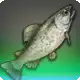 Hardhead Trout icon