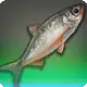 Corpse Chub icon