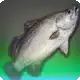 True Barramundi icon