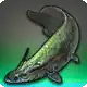 Xenacanthus icon