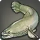 Hucho Taimen icon