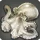 Albino Octopus icon