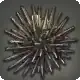 Spring Urchin icon