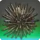 Wild Urchin icon