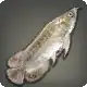 Bleached Bonytongue icon